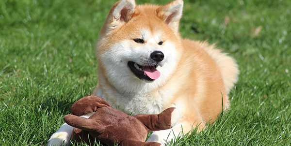 Hundespielzeug - Plüschtiere aus strapazierfähigen und hochwertigen Materialien